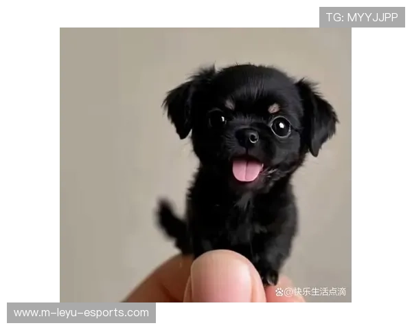 足球巨星萌娃萌态十足引人注目,未来球场之星的初现风采 足球巨星萌娃萌态十足引人注目,未来球场之星的初现风采