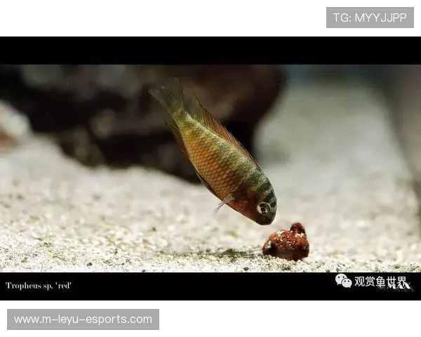 足球界十大蝴蝶球星：绽放舞姿，羽翼张扬